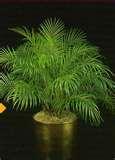 Phoenix Roebelenii Palm.jpg