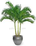 Adonidia Palm.jpg
