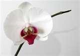 White Orchid Phalaenopsis.jpg