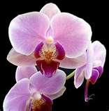 Purple Orchid Phalaenopsis.jpg