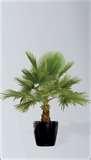 Washingtonia Palm.jpg